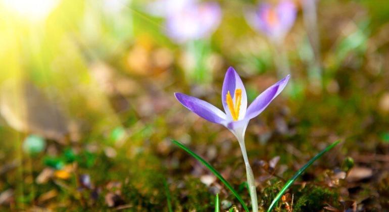 Spring Crocus