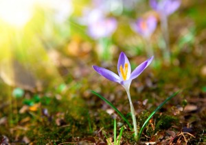 Spring Crocus